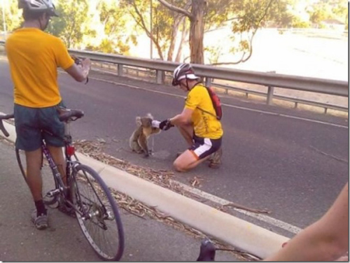 signs-its-hot-koala-bikers