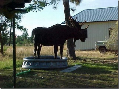 signs-its-hot-moose