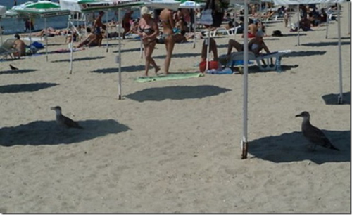 signs-its-hot-seagulls-beach