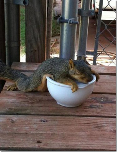 signs-its-hot-squirrel