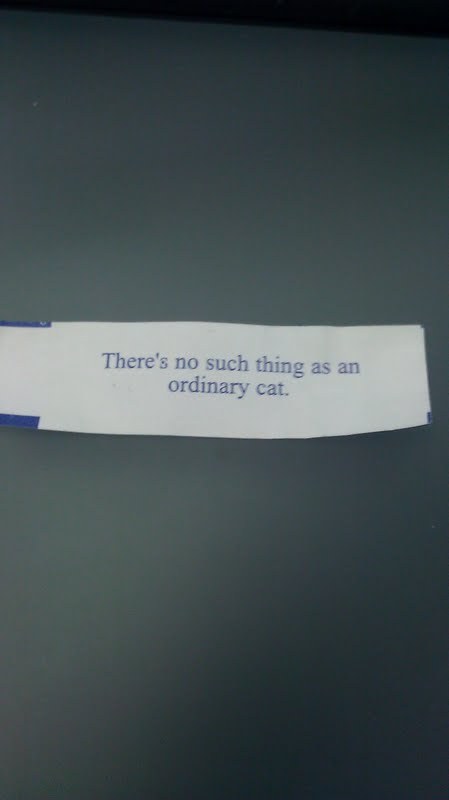 ordinary cat funny fortune cookie