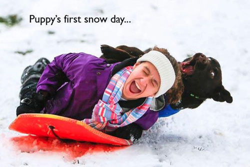 dog's first snow day