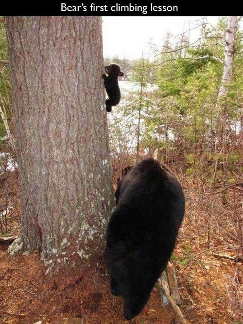 bear's first climbing lesson