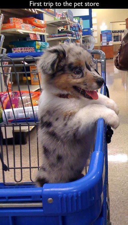 dog's first trip to the pet store