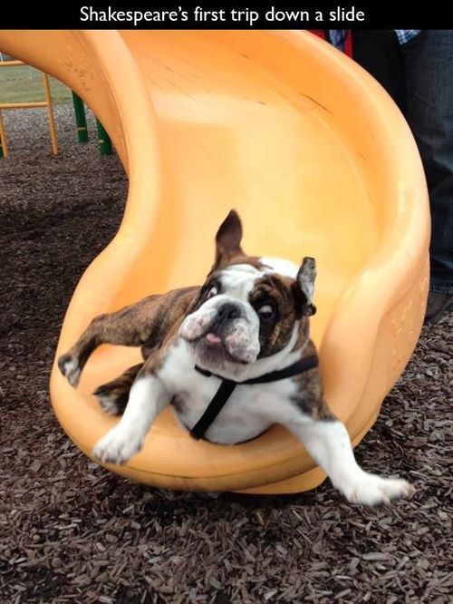 dog's first trip down a slide