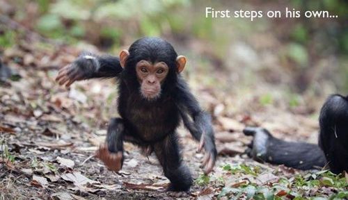 monkey's first steps