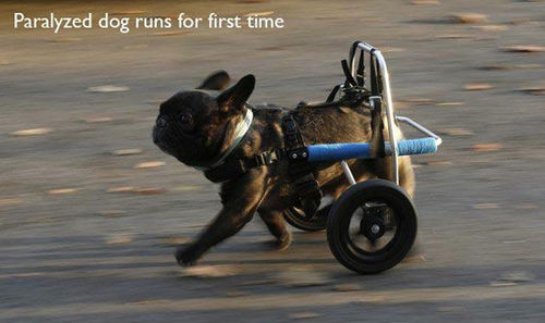 paralyzed dog's first run