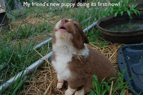 puppy's first howl