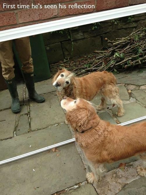 first time dog sees reflection