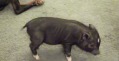 teacup pig video