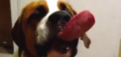 dogs eating peanut butter