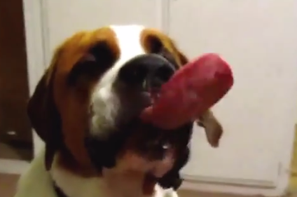 dogs eating peanut butter