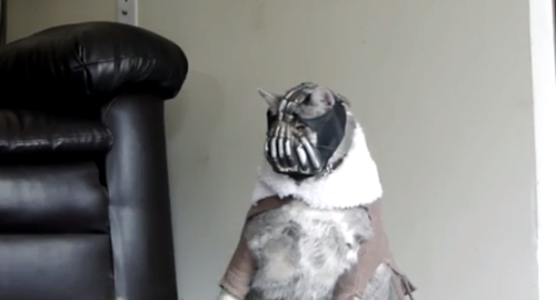 bane cat second video