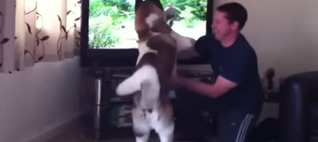 akita dog does not like bears video