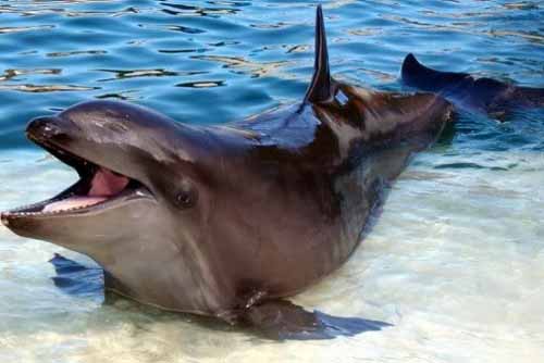 crazy animal hybrid wolphin