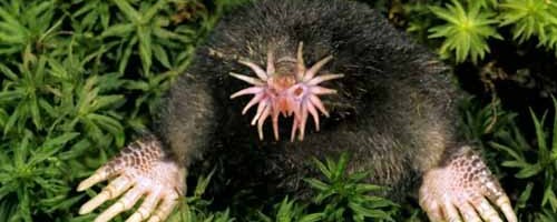 crazy animals hybrid star nosed mole
