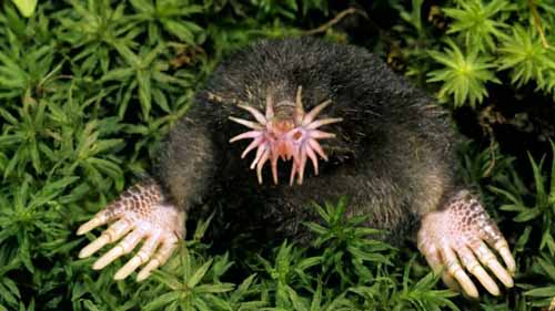 crazy animals hybrid star nosed mole