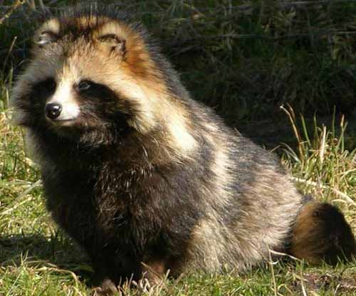 crazy animal raccoon dog