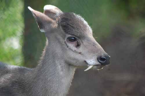 crazy animal tufted deer