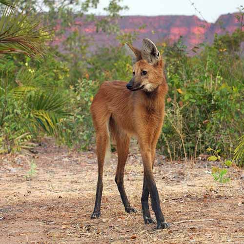 crazy animal maned wolf