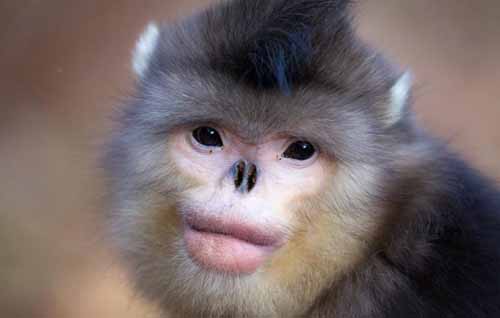 crazy animal snub nosed monkey