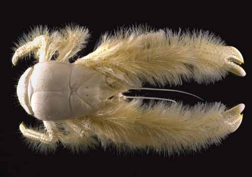 crazy animal yeti crab