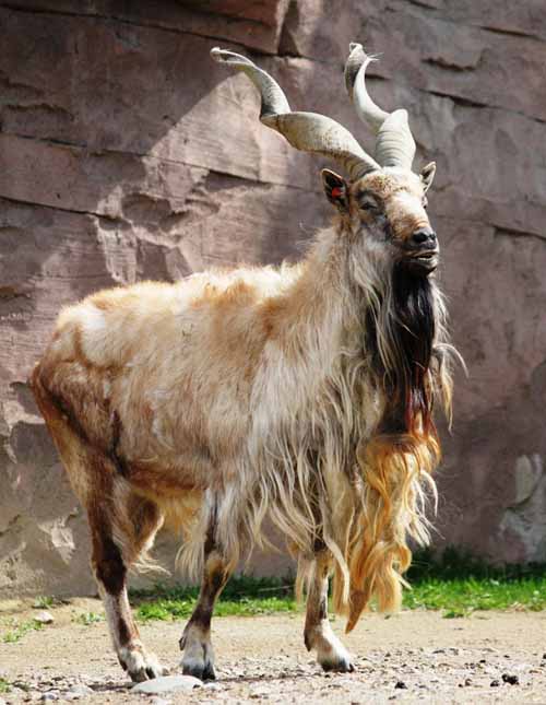 crazy animal markhor