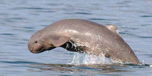 crazy animal irrawaddy dolphin