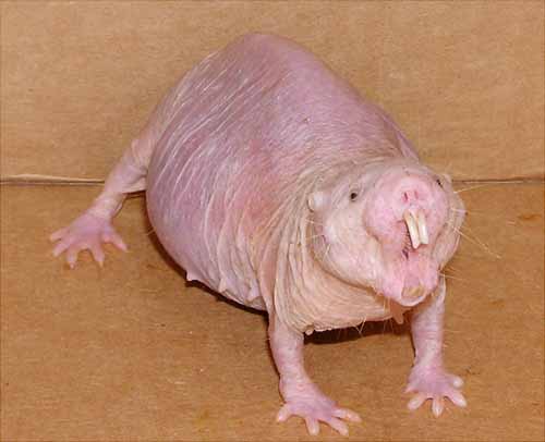 crazy animal naked mole rat