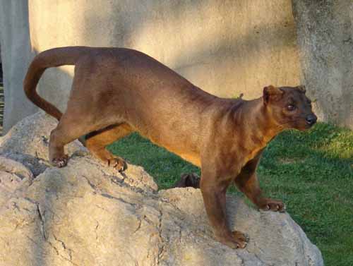 crazy animal fossa