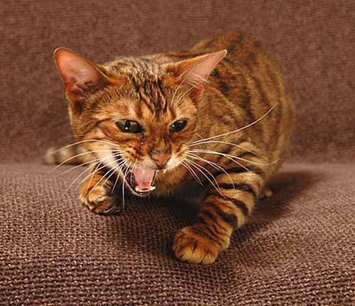 crazy animal toyger