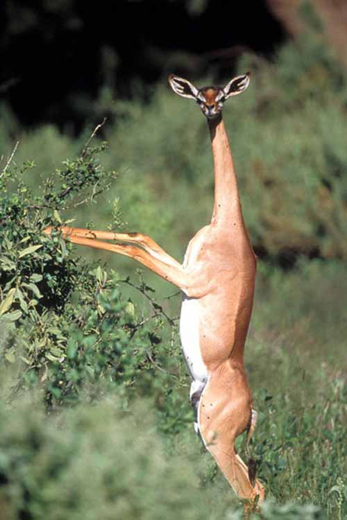 crazy animal gerenuk