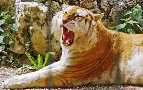 liger crazy animal