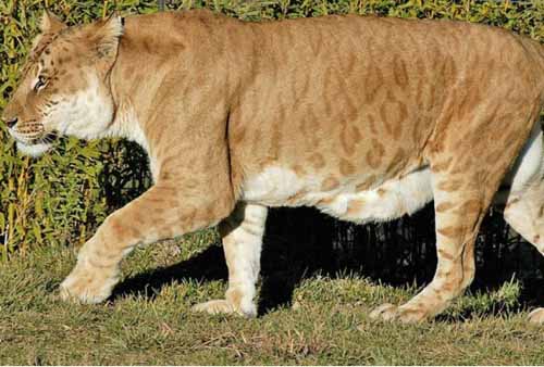 leopon crazy animal