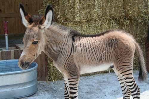 zebroid crazy animal hybrid