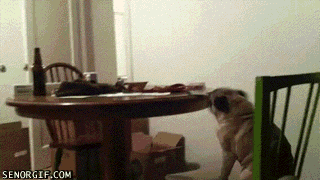 Best Funny Gifs of All Time - Dose of Funny