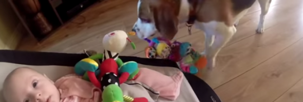 dog steals toy