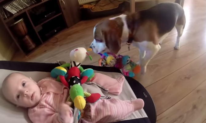 dog steals toy
