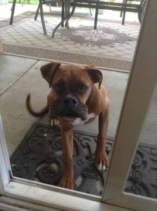 12 Hilarious Photos of Dogs Stung by Bees