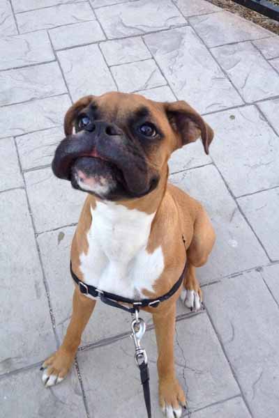 12 Hilarious Photos of Dogs Stung by Bees