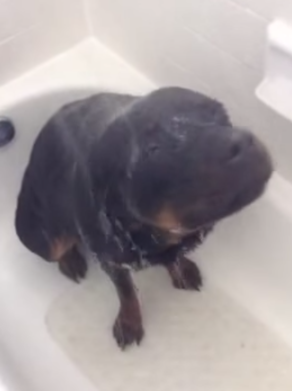 dog shower