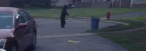 bear walking video