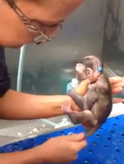 monkey bath
