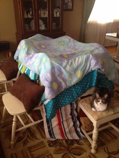 cat forts