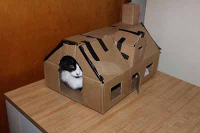 cat forts