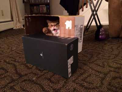 cat forts