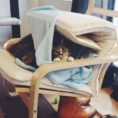 cat forts