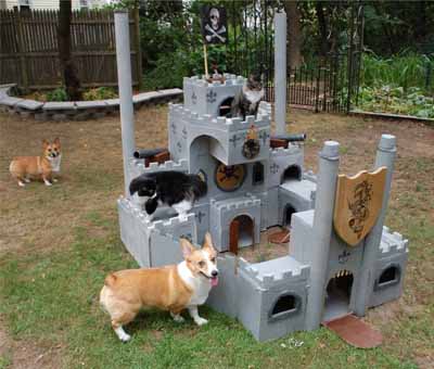 cat forts