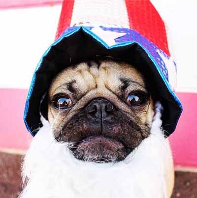35 of the Best Pug Moments in History - Dose of Funny