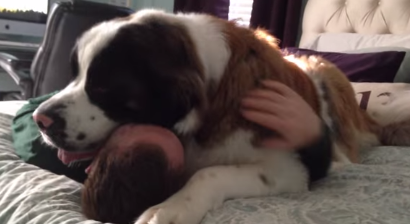 sully the saint bernard